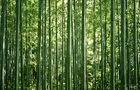 Bamboo forest green stalks