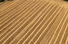 Rice harvested field stubble