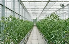 Tomato crops in greenhouse
