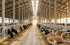 Dairy farm barn interior